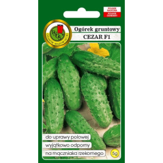 OGÓREK GRUNTOWY CEZAR F1 5g