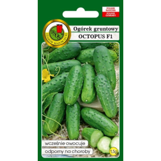 Ogórek Gruntowy Octopus F1 1,5g PNOS Nasiona | Sklep Dymka