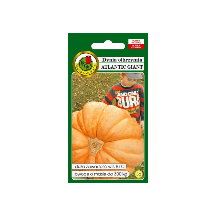 DYNIA OLBRZYMIA ATLANTIC GIANT 3g,.