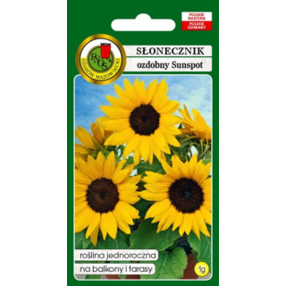 SŁONECZNIK OZDOBNY SUNSPOT NISKI ŻÓŁTY 1g