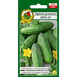 OGÓREK GRUNTOWY ODYS  F1 5g