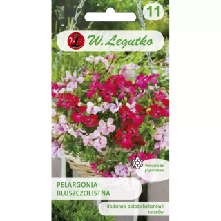 PELARGONIA MIX SPEEDY 5z BLUSZCZOLISTNA