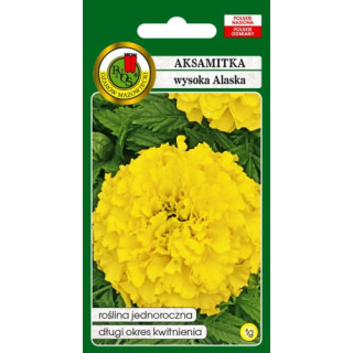 AKSAMITKA PEŁNA WYSOKA ALASKA 1g JASNOCYTRYNOWA