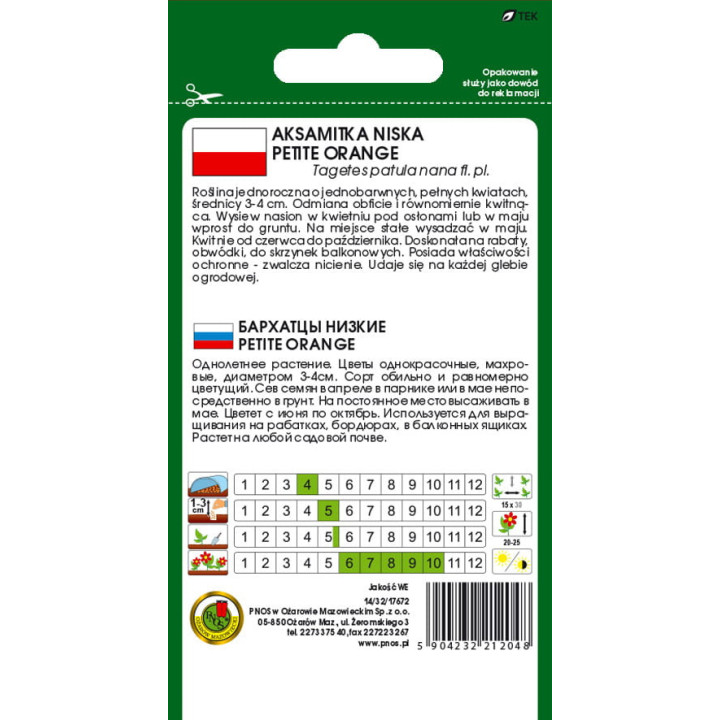 AKSAMITKA PEŁNA NISKA PETITE ORANGE POMARAŃCZOWA 1