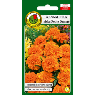 AKSAMITKA PEŁNA NISKA PETITE ORANGE POMARAŃCZOWA 1