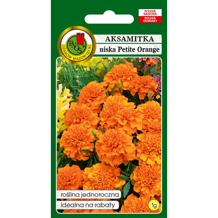 AKSAMITKA PEŁNA NISKA PETITE ORANGE POMARAŃCZOWA 1