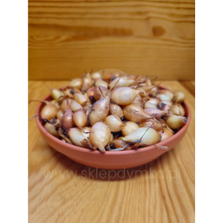 CEBULA DYMKA STURON KAT. II 1kg