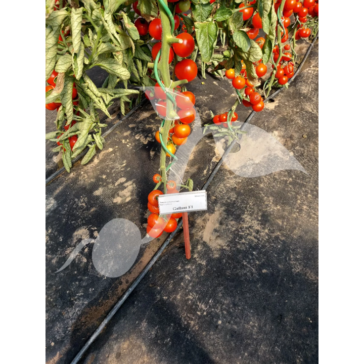 POMIDOR POD OSŁONY GALLANT F1 0,1g