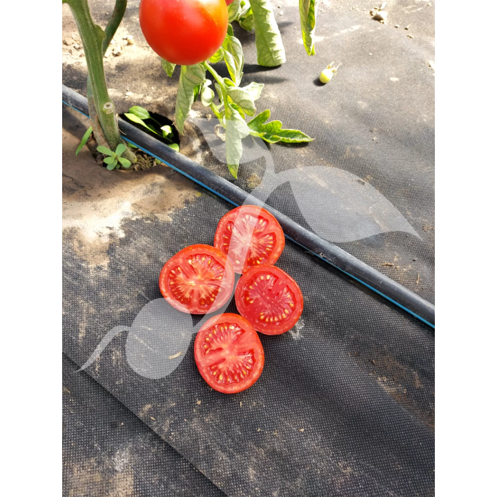 POMIDOR POD OSŁONY GALLANT F1 0,1g