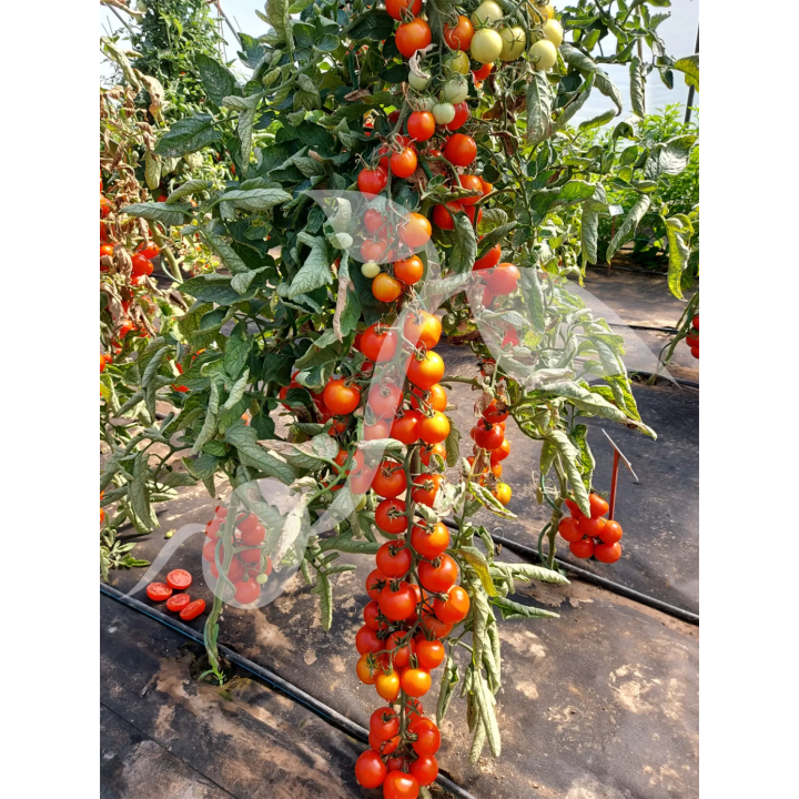 POMIDOR POD OSŁONY GALLANT F1 0,1g