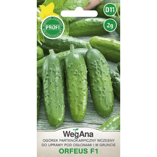 Ogórek konserwowy -  partenokarpiczny Orfeus F1 2g