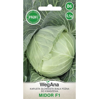 Kapusta głowiasta biała Midor F1 0,5g