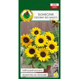 SŁONECZNIK BIG SMILE F1 20z