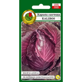 Kapusta czerwona Kalibos