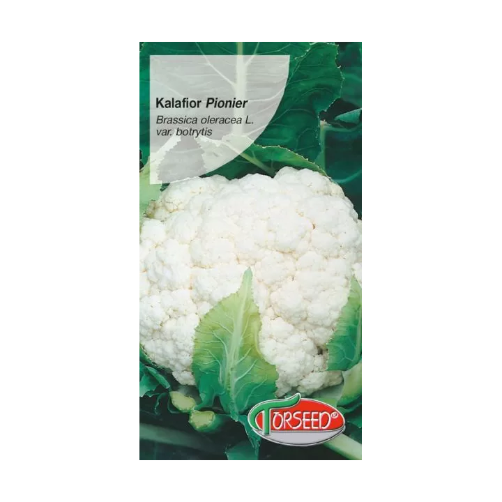 KALAFIOR PIONIER 1G