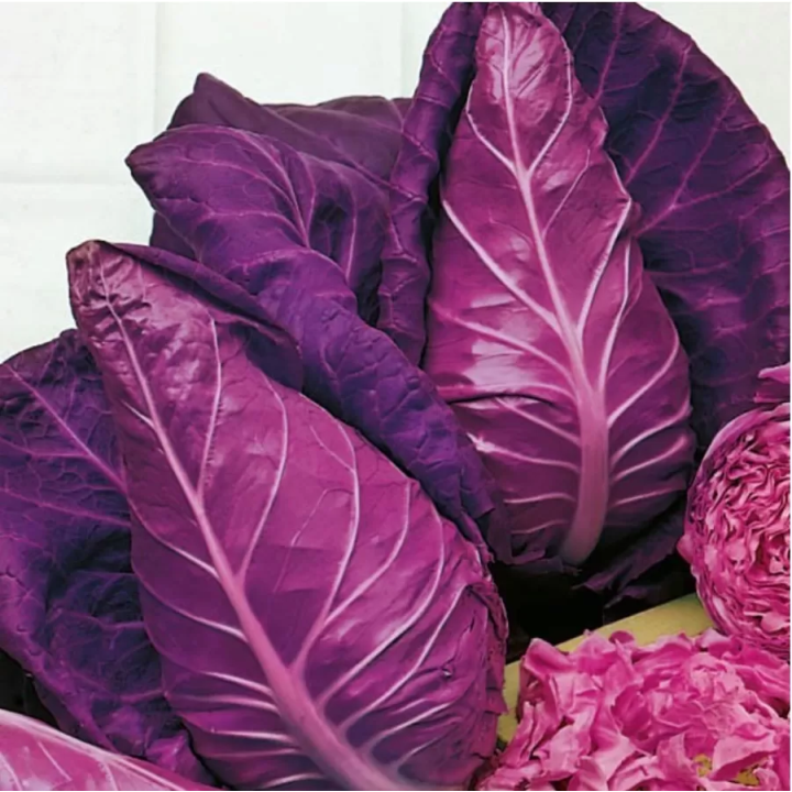 Kapusta głowiasta czerwona Kalibos 0,5g stożkowa