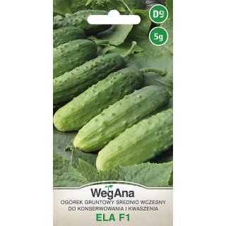 Ogórek konserwowy - gruntowy Ela F1 5g