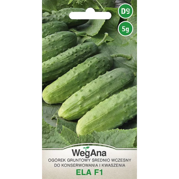 Ogórek konserwowy - gruntowy Ela F1 5g