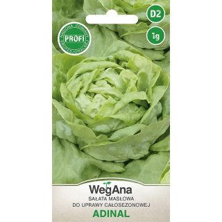 Sałata Adinal 1g - masłowa do całosezonowej uprawy