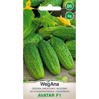 Ogórek konserwowy - gruntowy Avatar F1 4g