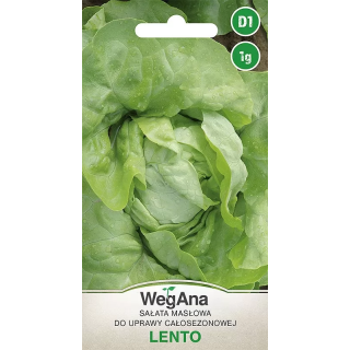 Sałata Lento 1g - masłowa do całosezonowej uprawy