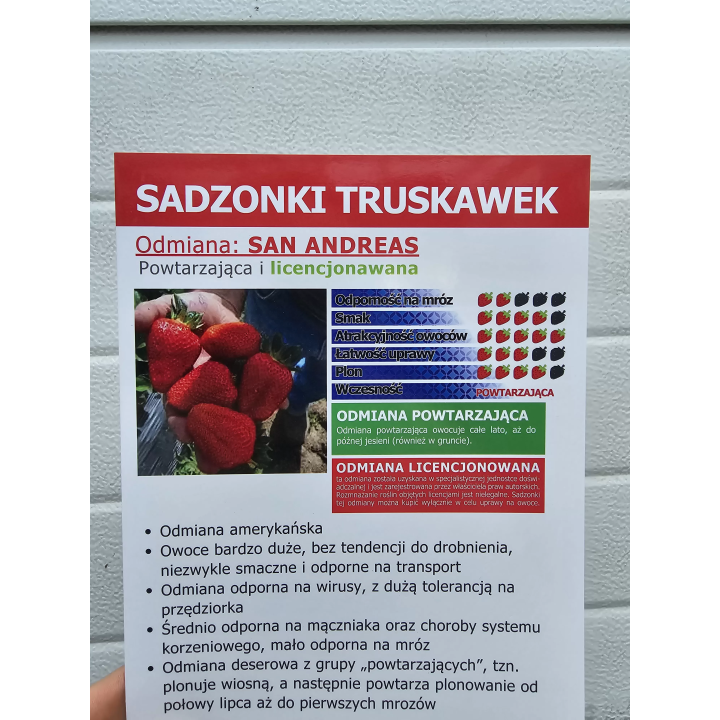 TRUSKAWKA SAN ANDREAS POWTARZAJĄCA 10 SADZONEK