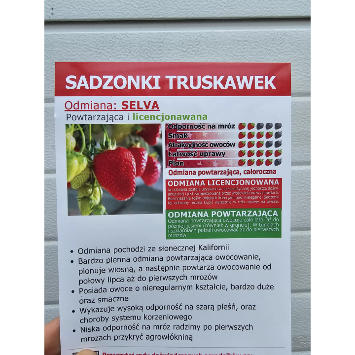TRUSKAWKA SELVA POWTARZAJĄCA 10 SADZONEK