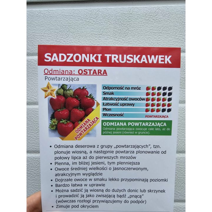 TRUSKAWKA OSTARA POWTARZAJĄCA 10 SADZONEK