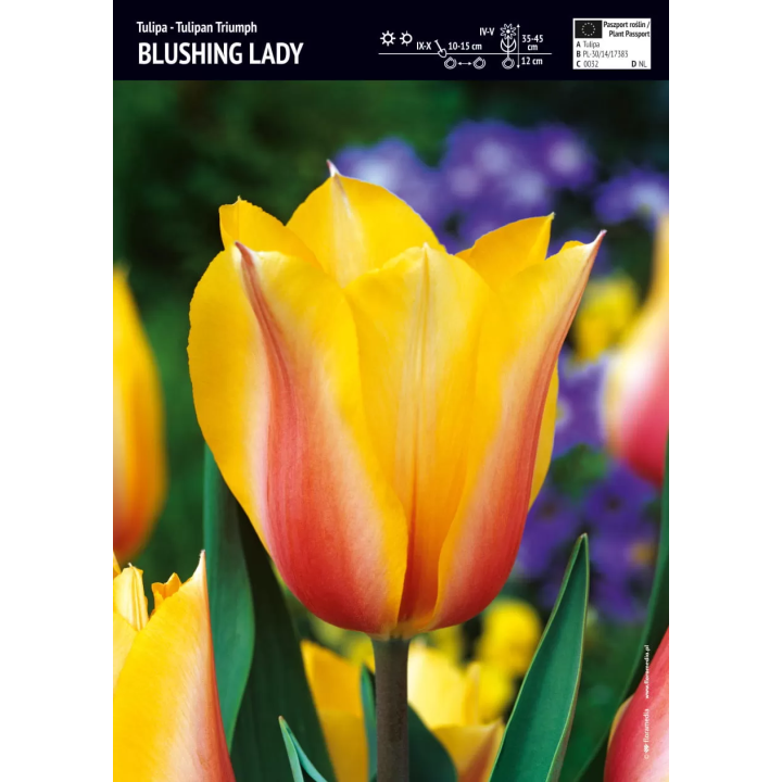TULIPAN BLUSHING LADY 11/12 1 szt.