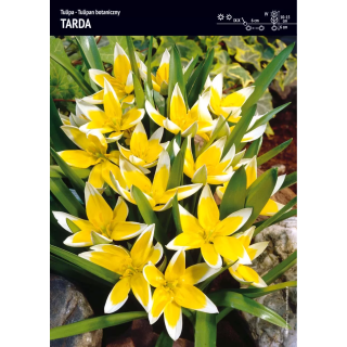 TULIPAN TARDA 7/8 1 szt.