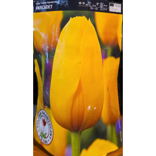 TULIPAN MUSCADET 11/12 1 szt.