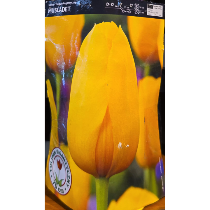 TULIPAN MUSCADET 11/12 1 szt.
