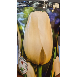 TULIPAN CATHERINA 11/12 1 szt.