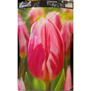 TULIPAN BOJANGLES 11/12 1 szt.