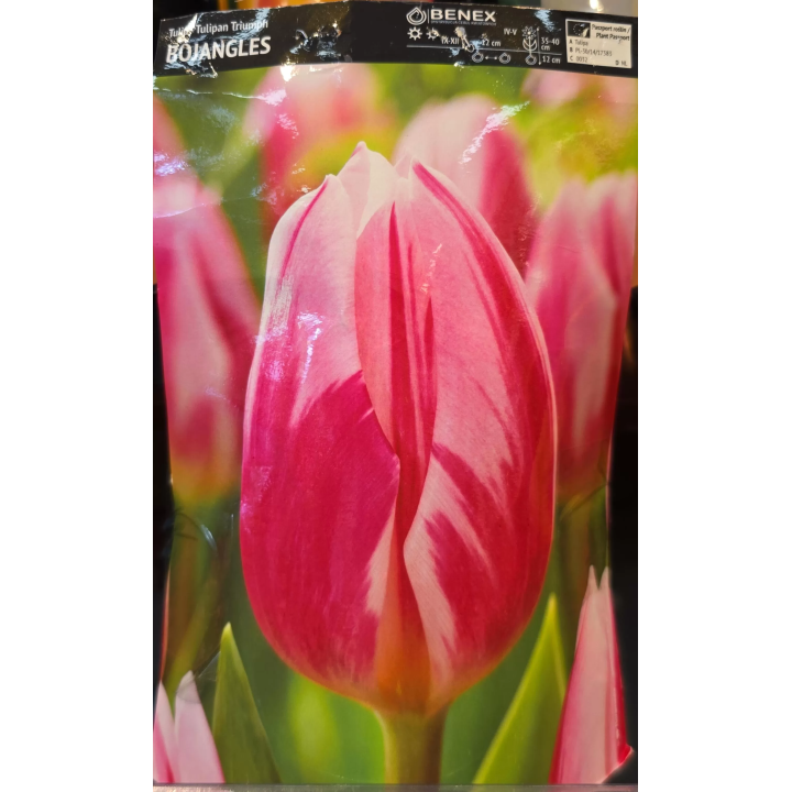 TULIPAN BOJANGLES 11/12 1 szt.