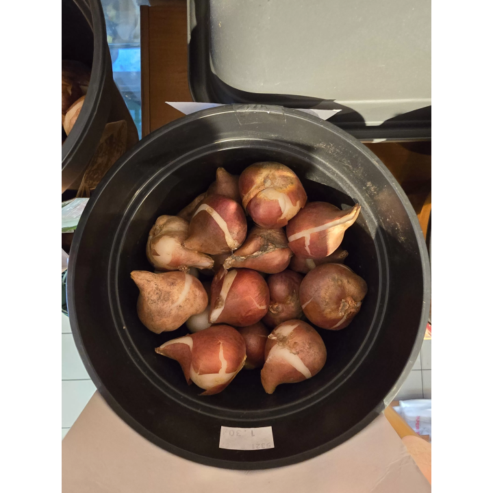 TULIPAN MUSCADET 11/12 1 szt.