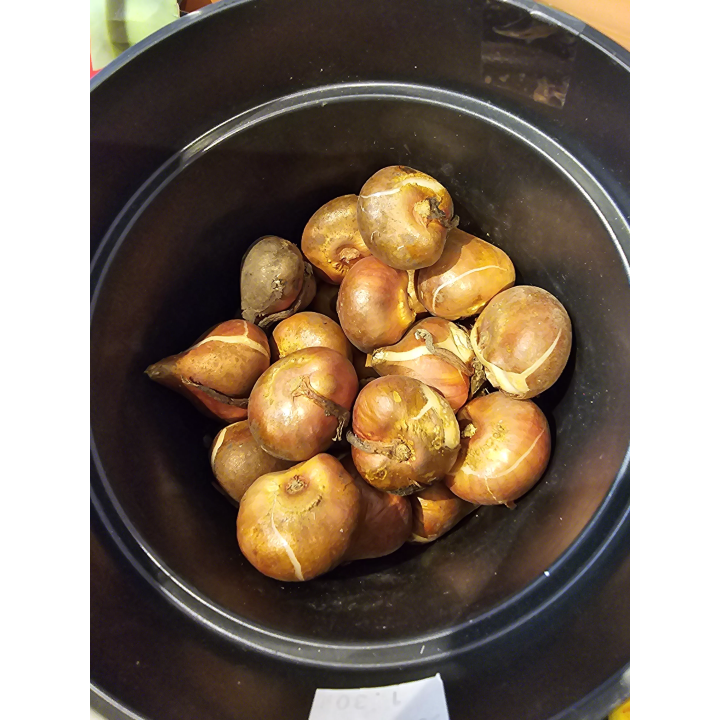 TULIPAN BOJANGLES 11/12 1 szt.