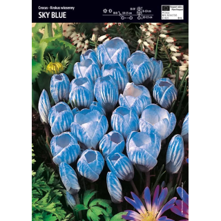 KROKUS WIELKOKWIATOWY SKY BLUE 1 SZT.