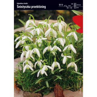 ŚNIEŻYCZKA PRZEBIŚNIEG 5/+ 1 szt.