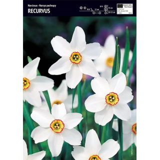 NARCYZ RECURVUS 1 SZT.