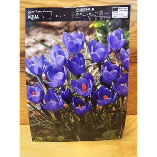 KROKUS WIELKOKWIATOWY AQUA 7/8 1 SZT.