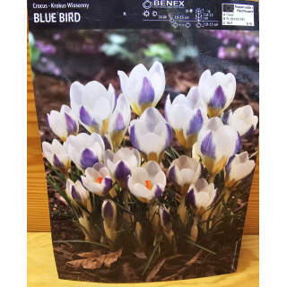 KROKUS BLUE BIRD 5/7 1 SZT.