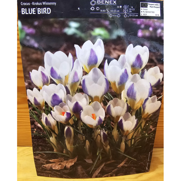 KROKUS BLUE BIRD 5/7 1 SZT.