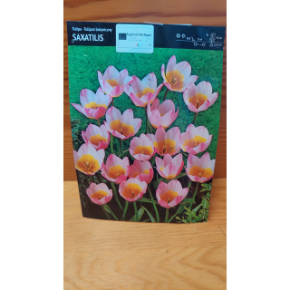 Tulipan Saxatilis 6/7 1 szt.