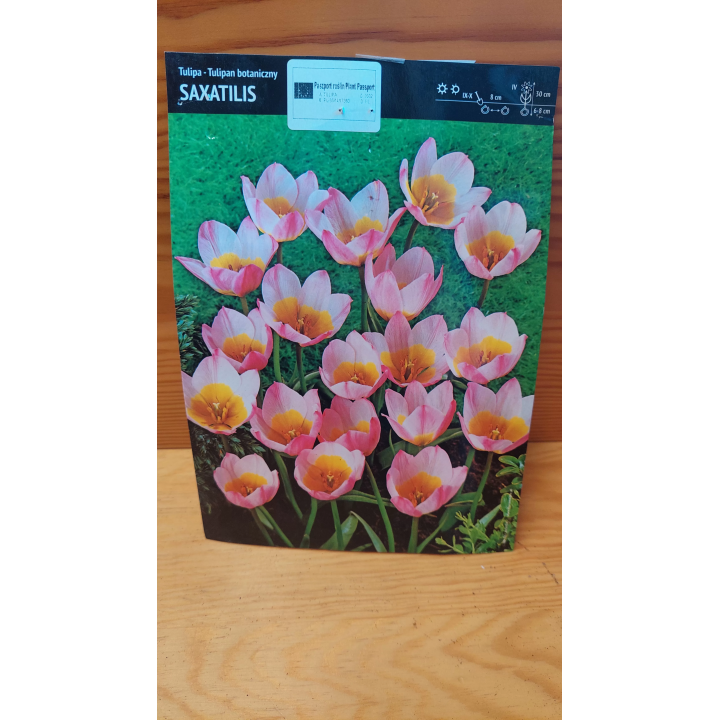 Tulipan Saxatilis 6/7 1 szt.