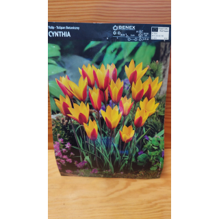 TULIPAN CYNTHIA 6/7 1 SZT.