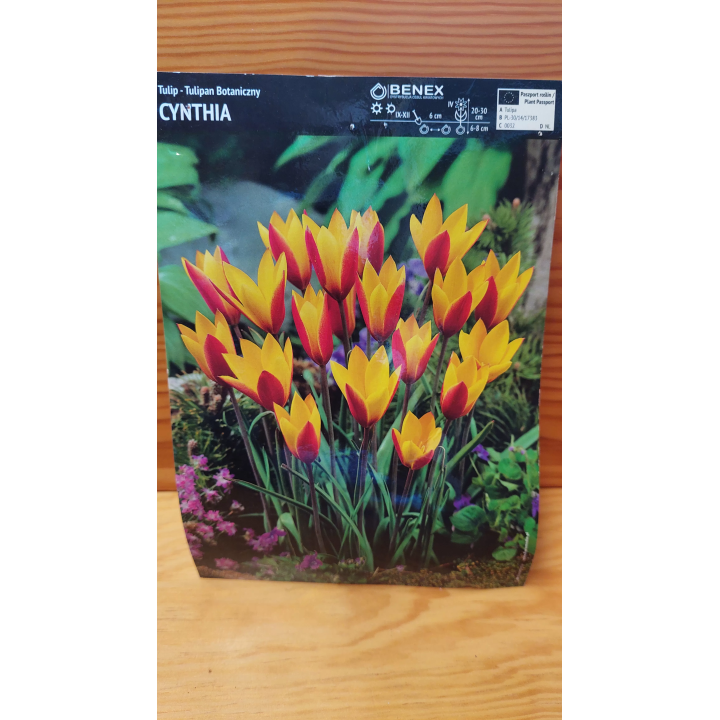TULIPAN CYNTHIA 6/7 1 SZT.