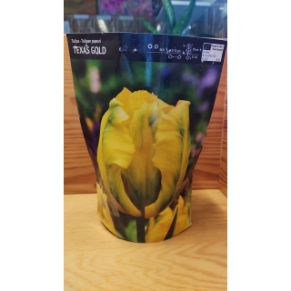 TULIPAN TEXAS GOLD 11/12 1 szt.