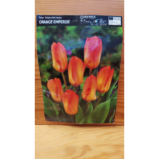 TULIPAN ORANGE EMPEROR 10/11 1 szt.
