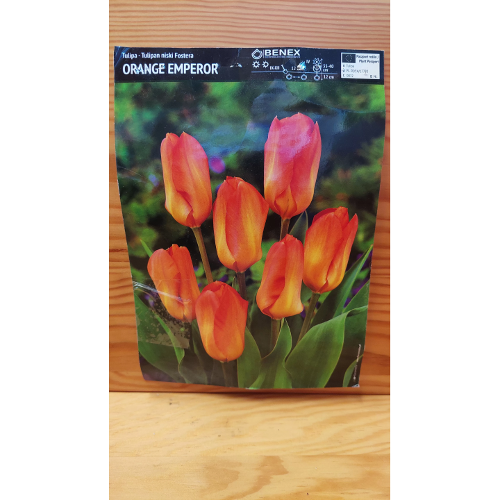 TULIPAN ORANGE EMPEROR 10/11 1 szt.
